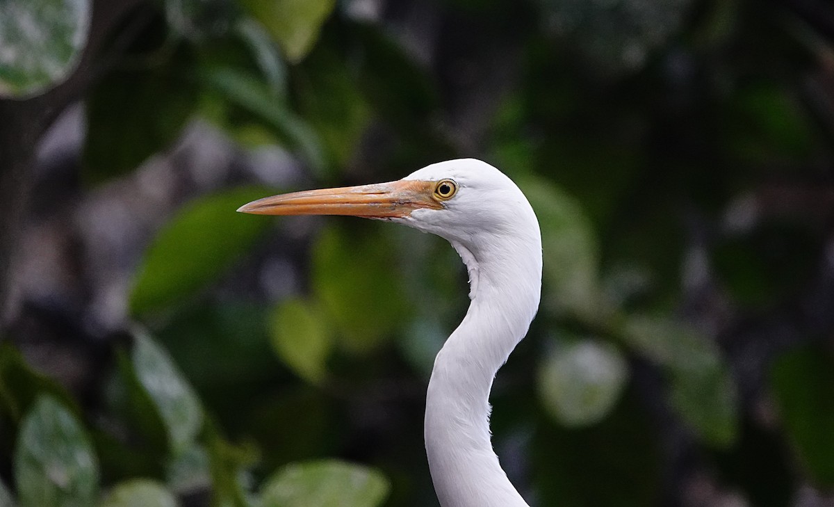 Pacific Reef-Heron - ML646635106