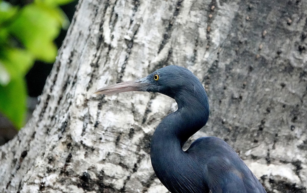 Pacific Reef-Heron - ML646635107