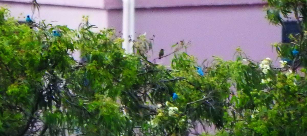 Swallow Tanager - ML646635109