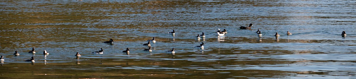 Гоголь малий - ML646635110