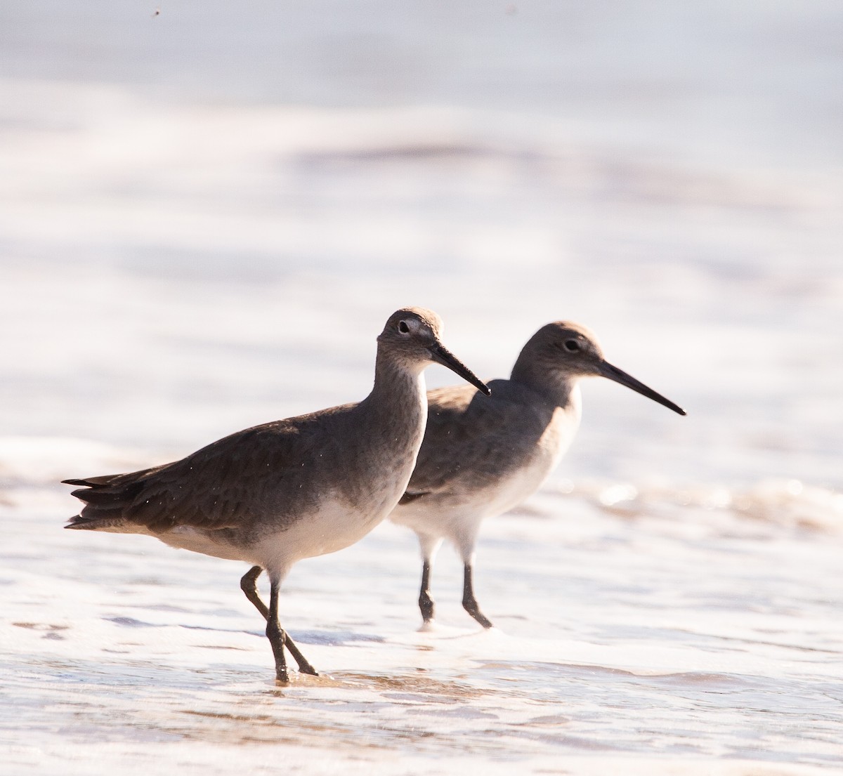 Коловодник американський - ML646635116