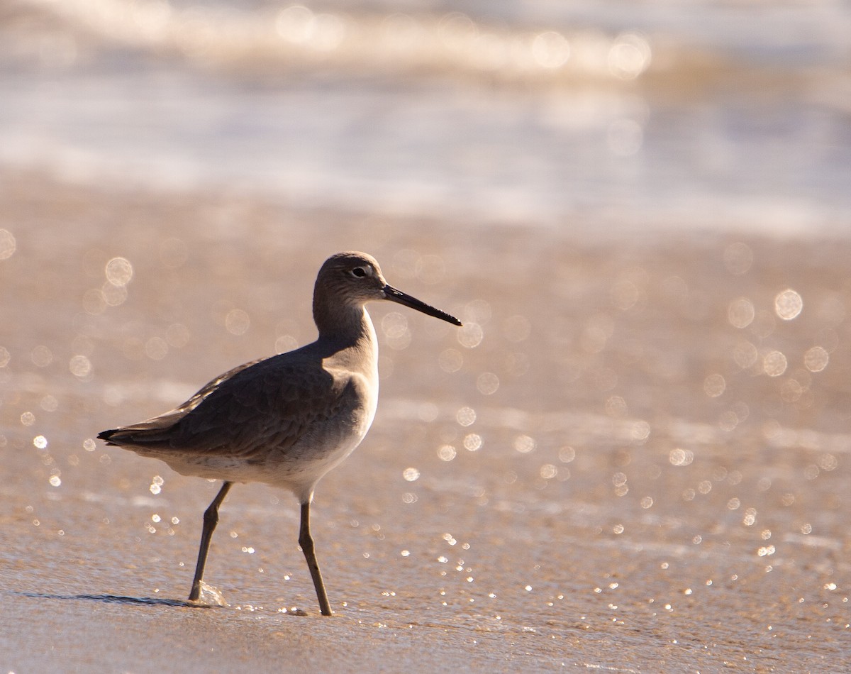 Коловодник американський - ML646635117