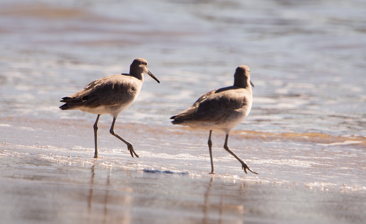 Коловодник американський - ML646635118