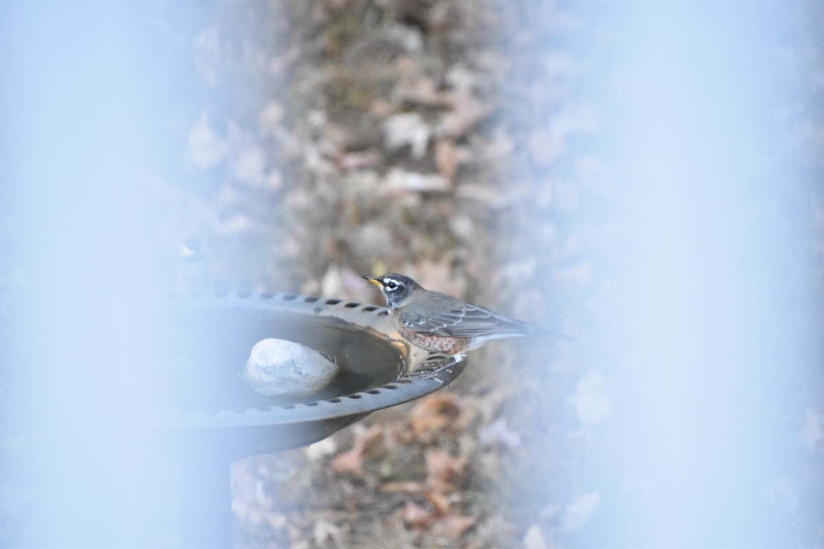 Northern Flicker - ML646635119