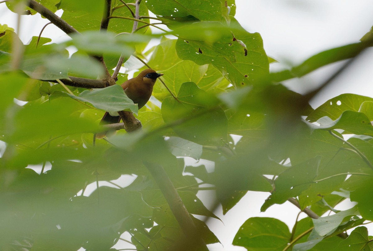 タケドリ - ML646635120