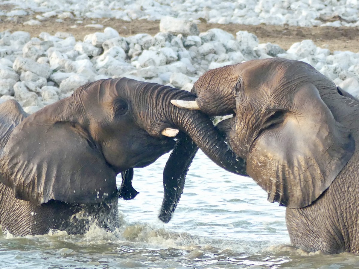 非洲象屬 - ML646635121