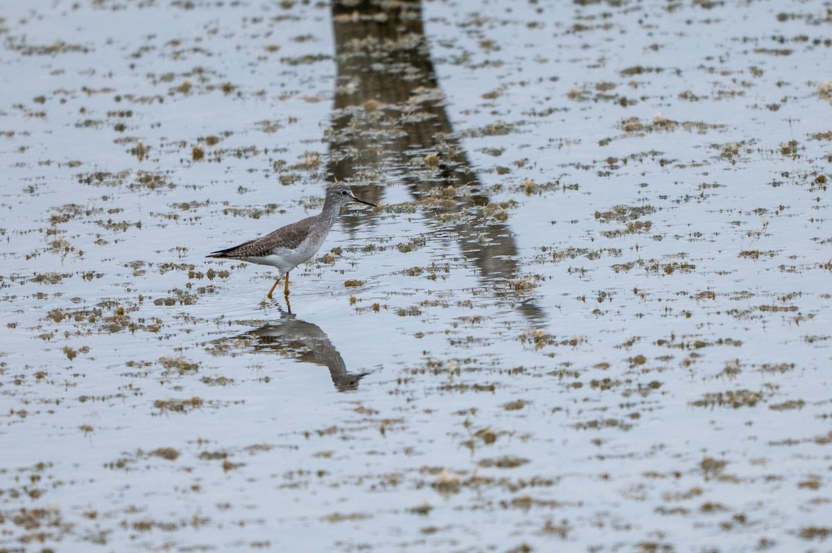 Gelbschenkel - ML646635122