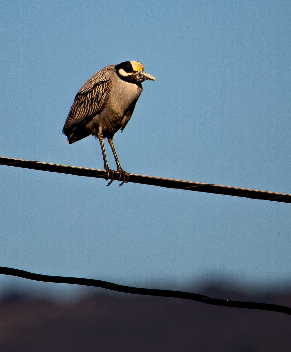 Квак чорногорлий - ML646635124