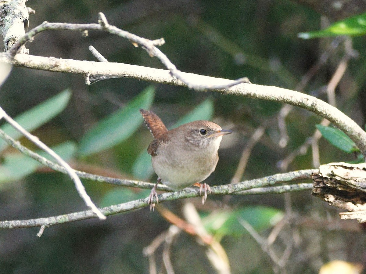 Hauszaunkönig - ML646635125