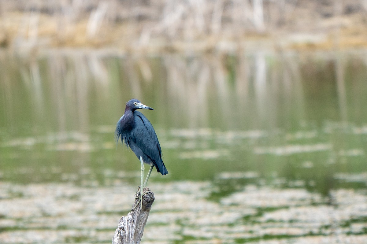 Blaureiher - ML646635129