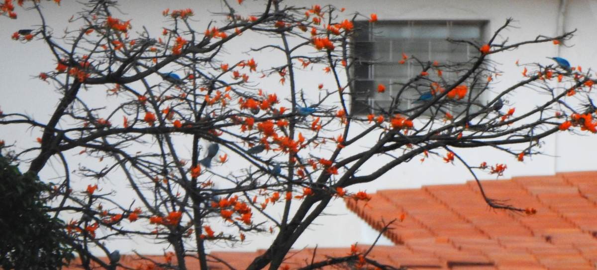 Blue-gray Tanager - ML646635130