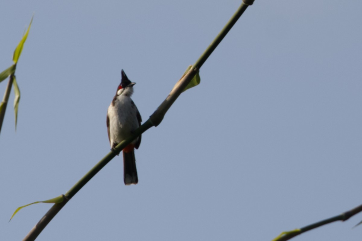 Бюльбюль червонощокий - ML646635131