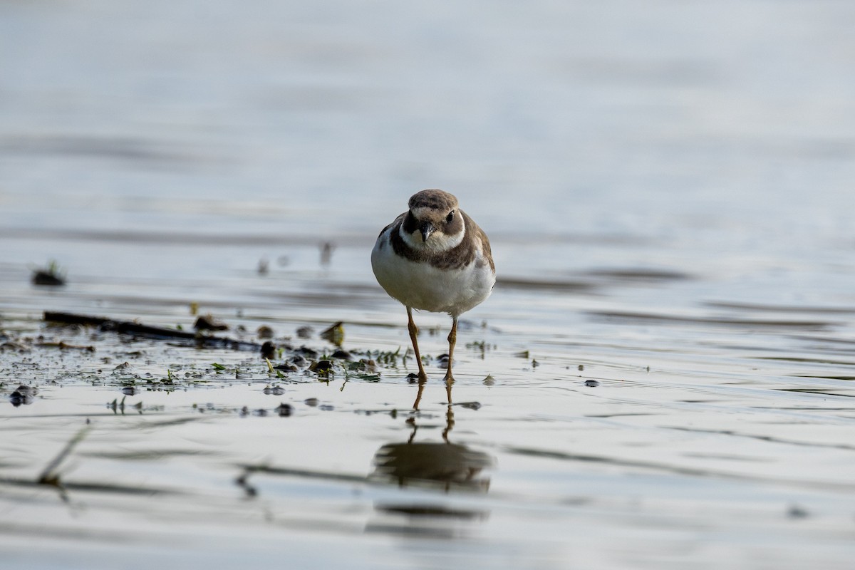 Halkalı Cılıbıt - ML646635132