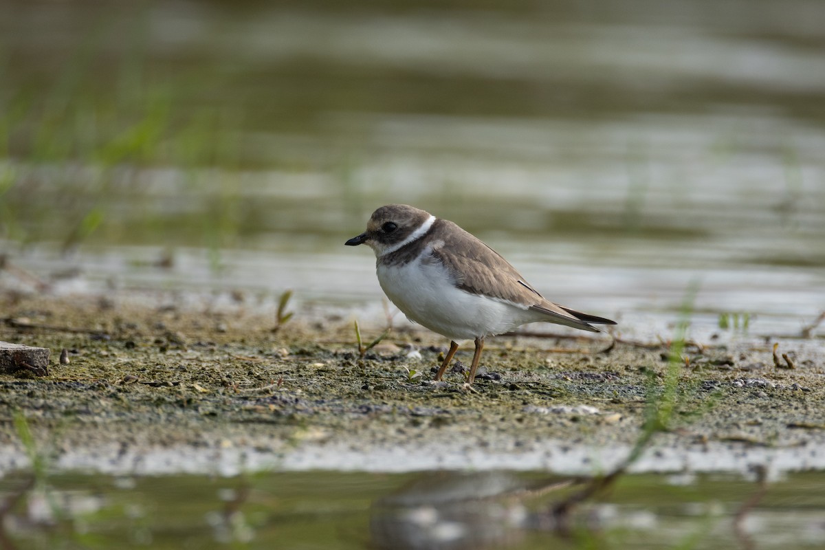 Halkalı Cılıbıt - ML646635133