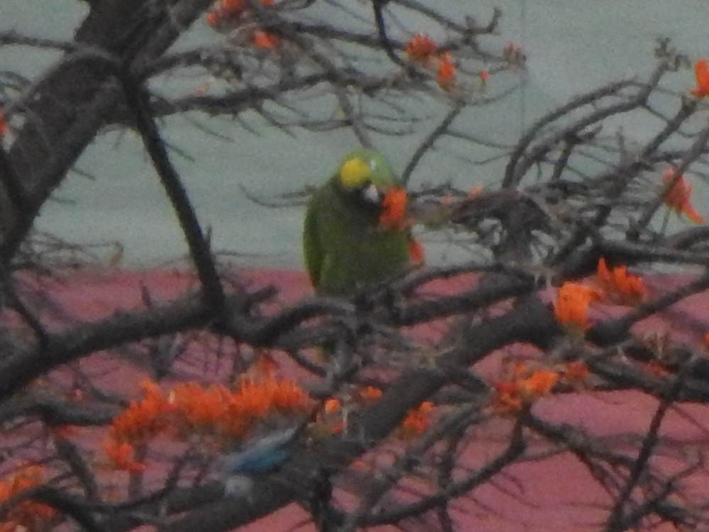 Yellow-crowned Amazon - ML646635136