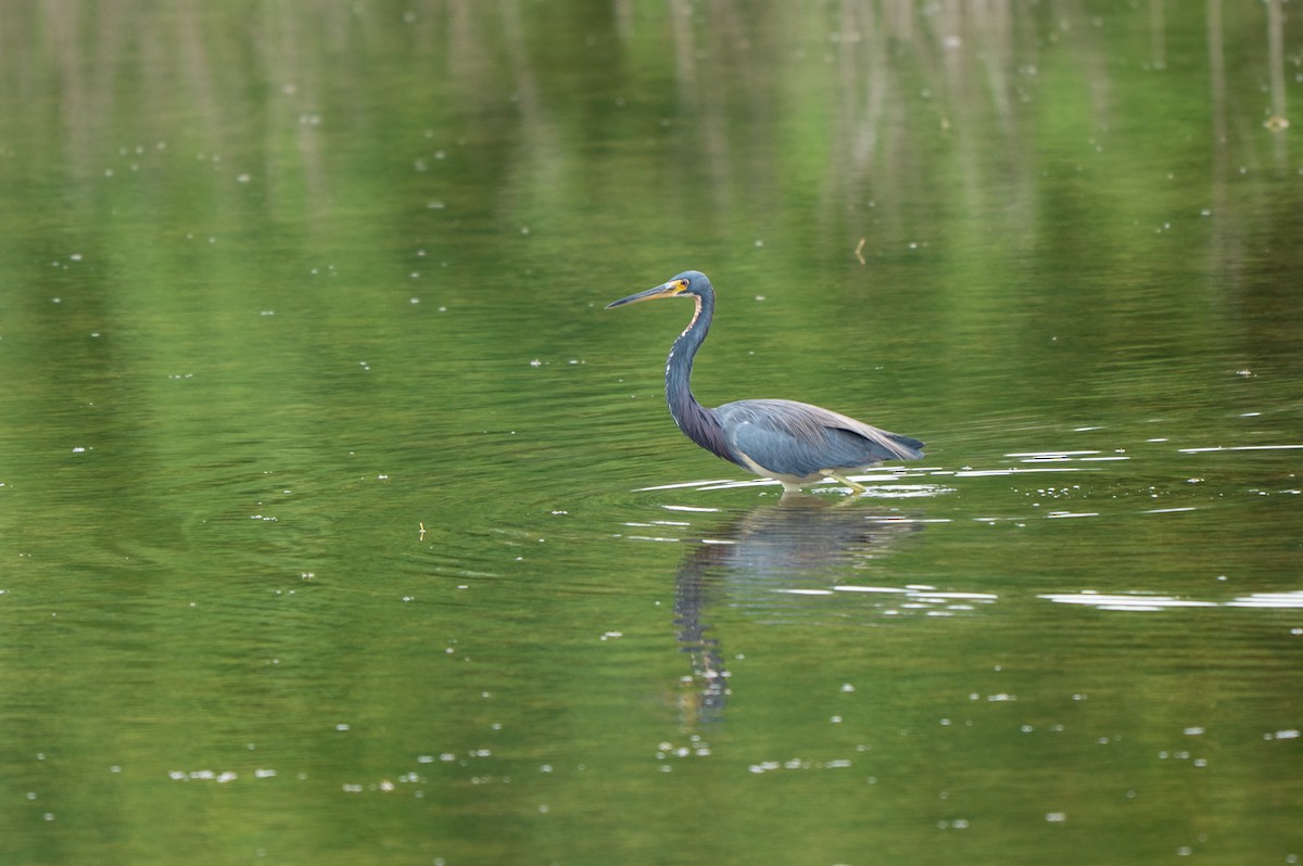 Dreifarbenreiher - ML646635142