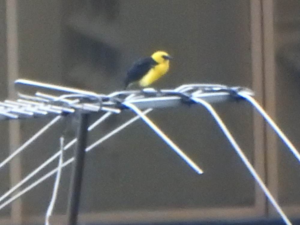 Oriole Blackbird - ML646635144