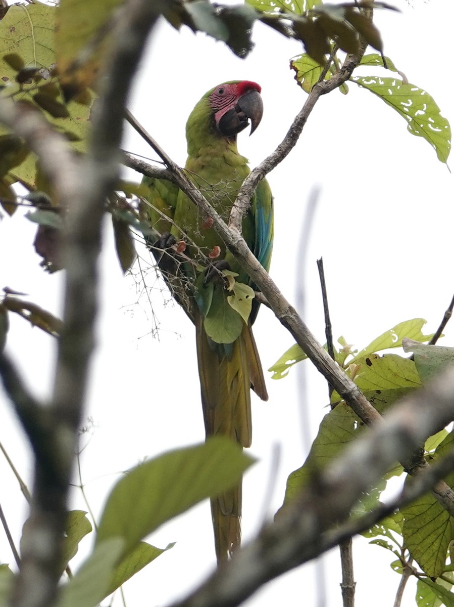 Guacamayo Ambiguo - ML646635148