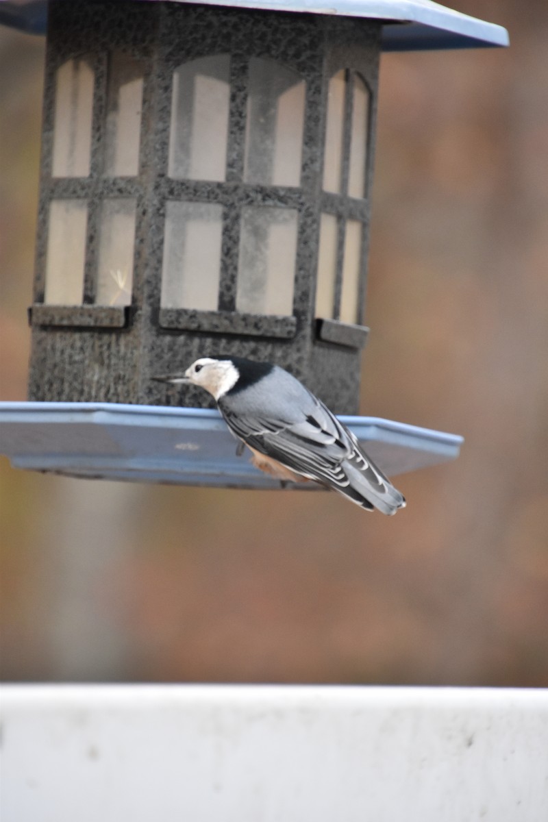 Northern Flicker - ML646635149