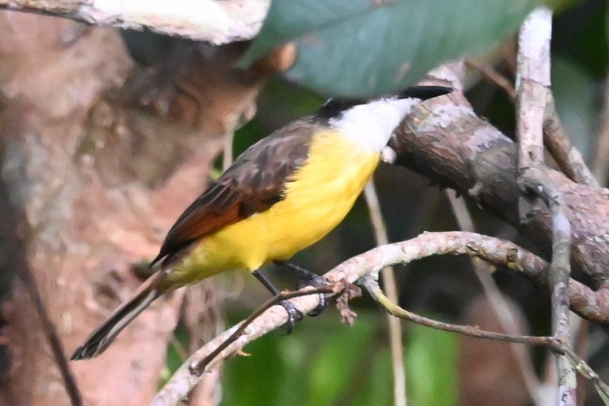 Lesser Kiskadee - ML646635150