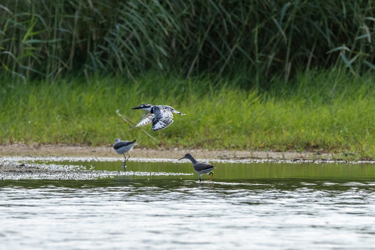 Alaca Yalıçapkını - ML646635151