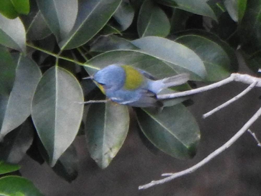 Tropical Parula - ML646635152