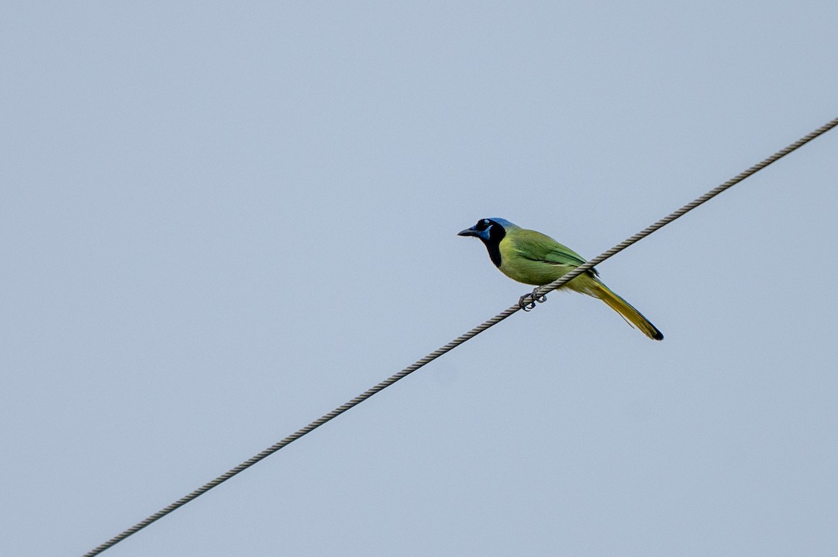 Inkablaurabe - ML646635154