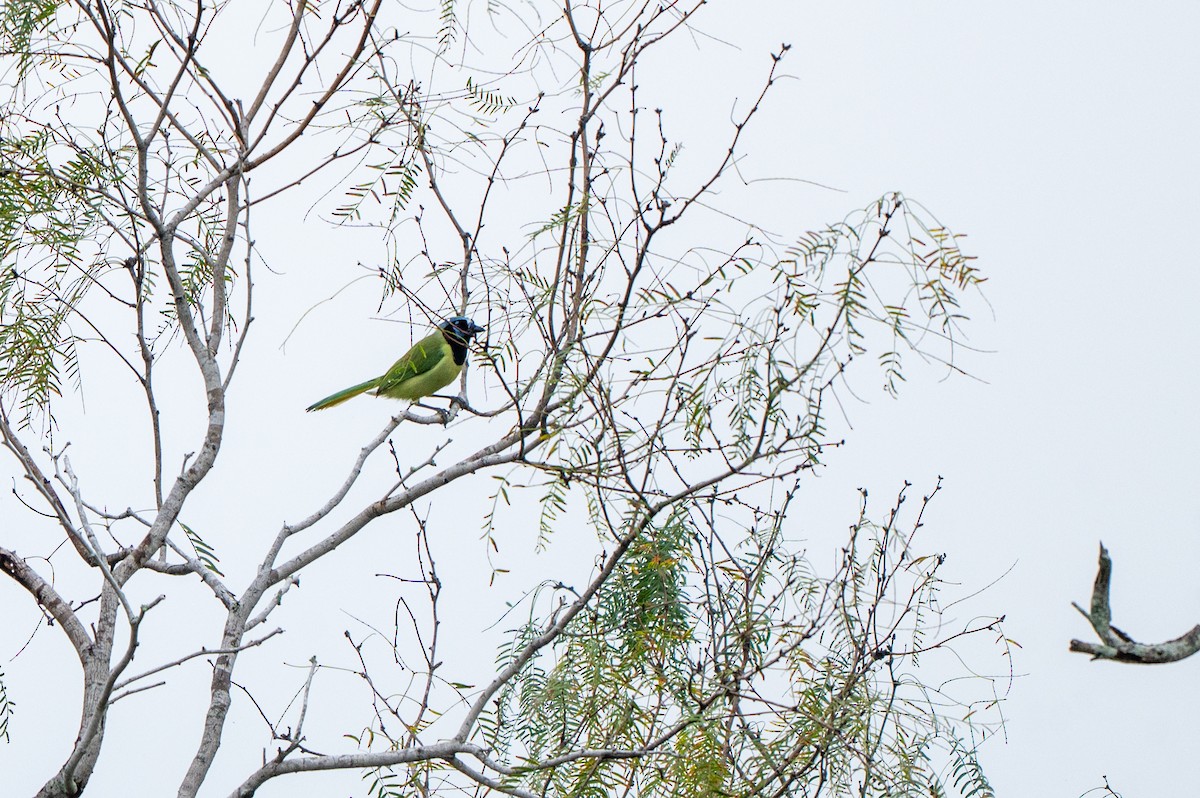 Inkablaurabe - ML646635155