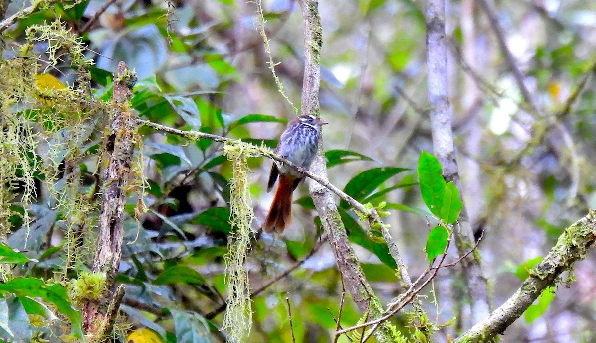 Streak-breasted Fantail - ML646635156
