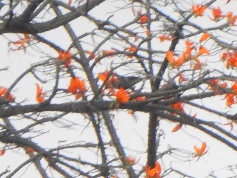 Palm Tanager - ML646635159