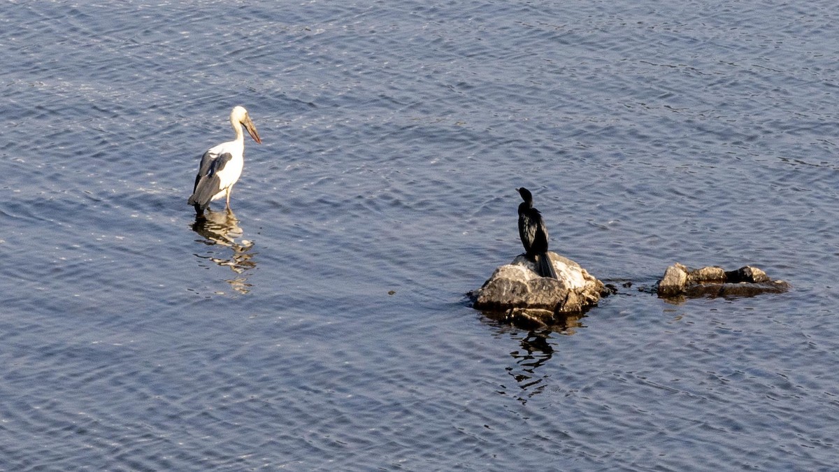 Asian Openbill - ML646635162
