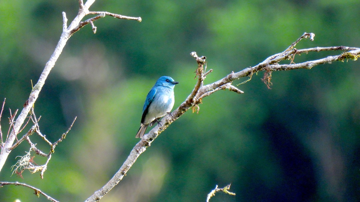 Turquoise Flycatcher - ML646635164