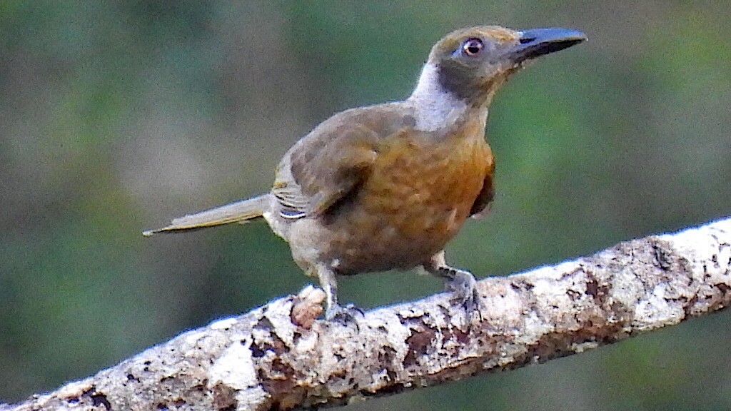 Seram Oriole - ML646635169