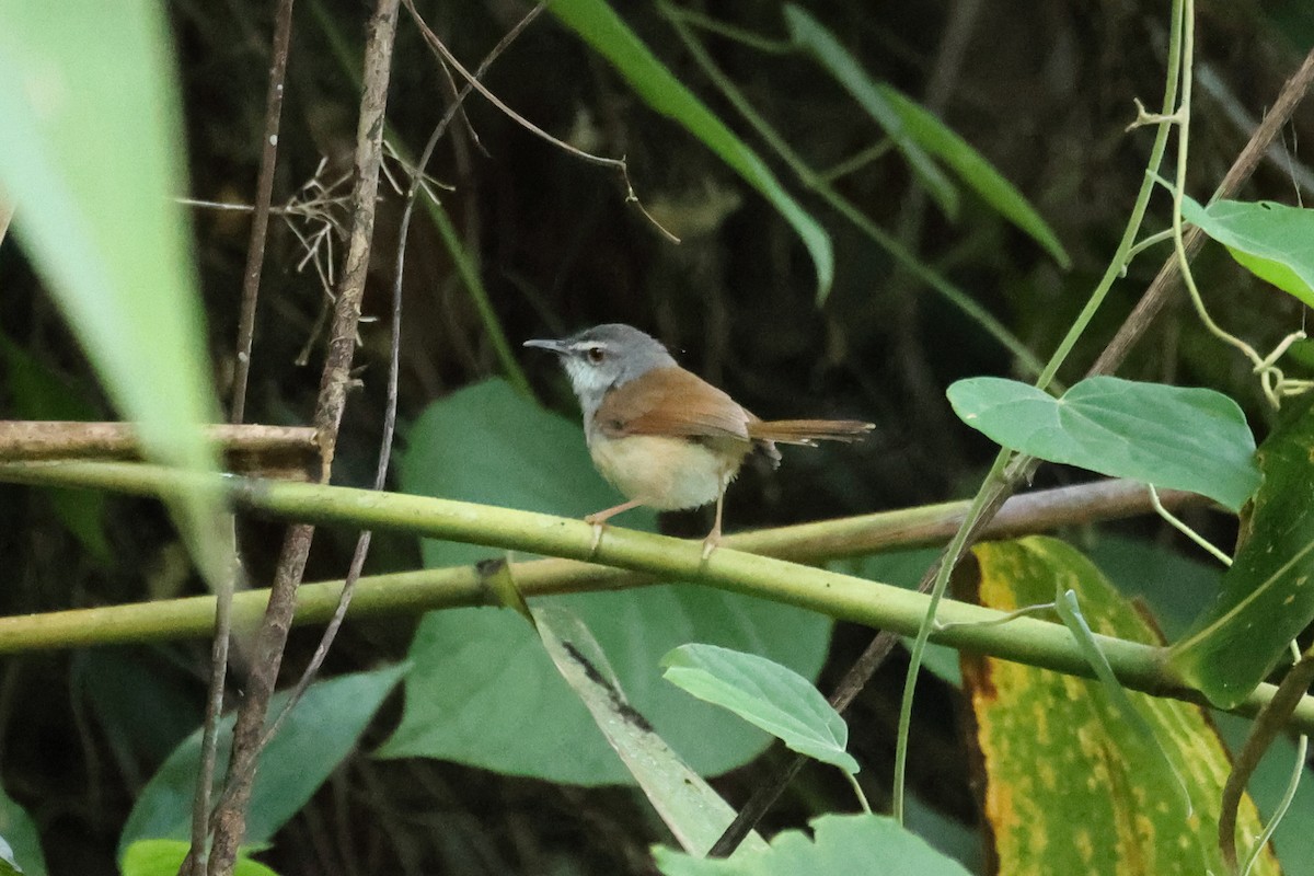 Rufescent Prinia - ML646635171
