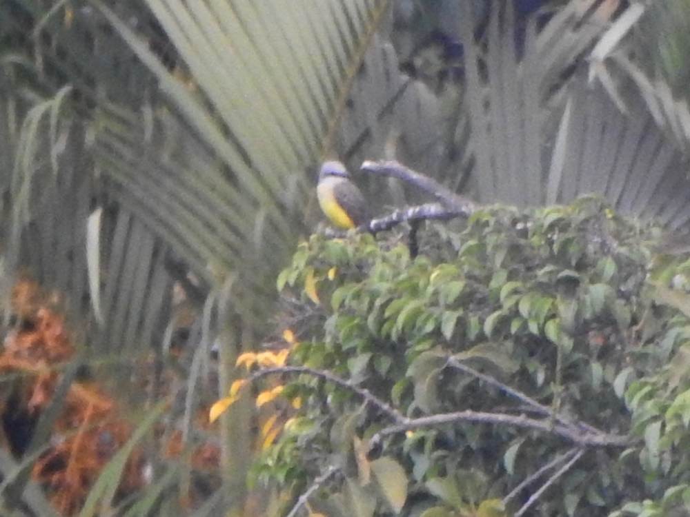 Tropical Kingbird - ML646635177