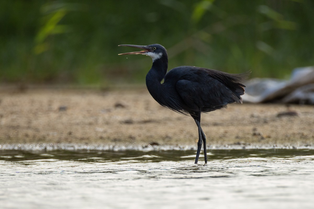 Kıyı Balıkçılı - ML646635178