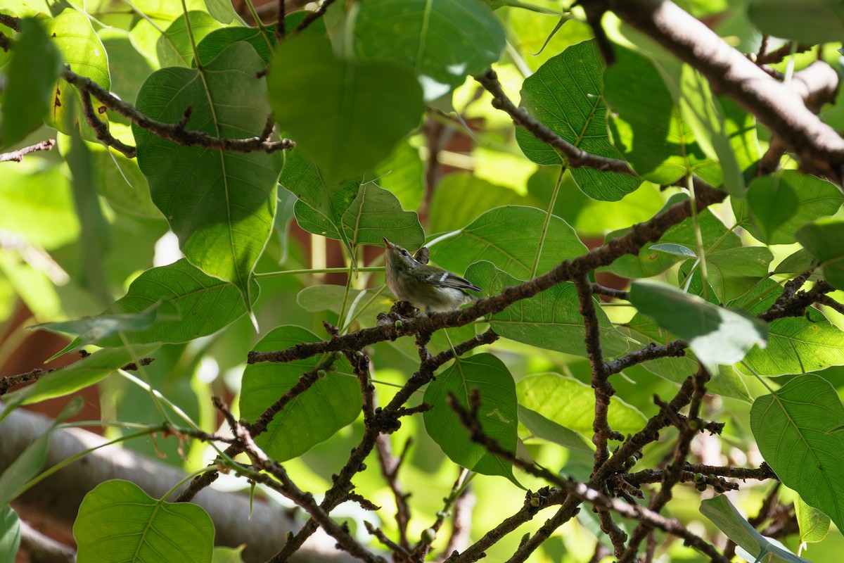 Вівчарик лісовий - ML646635179