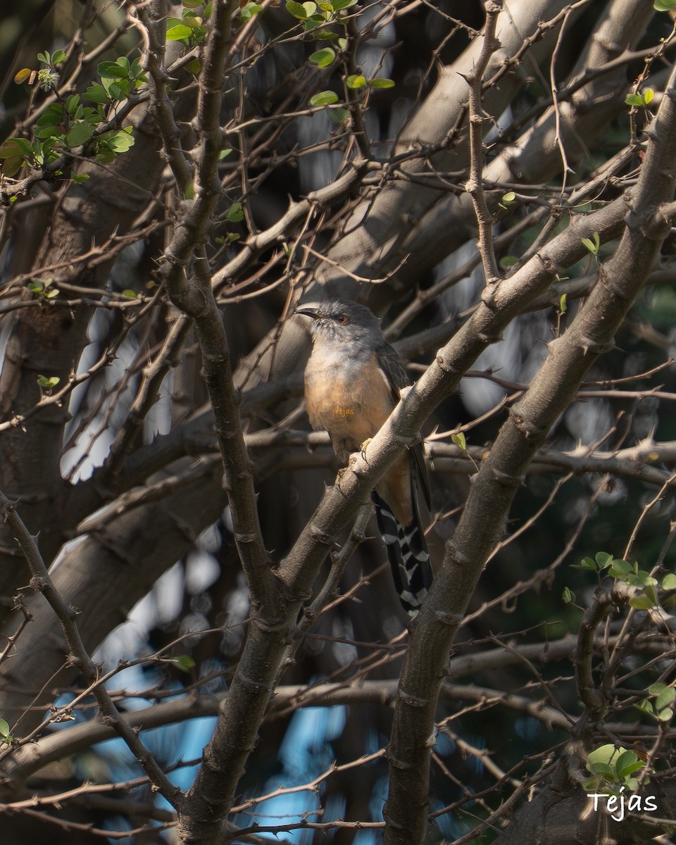 Кукавка сіровола - ML646635182