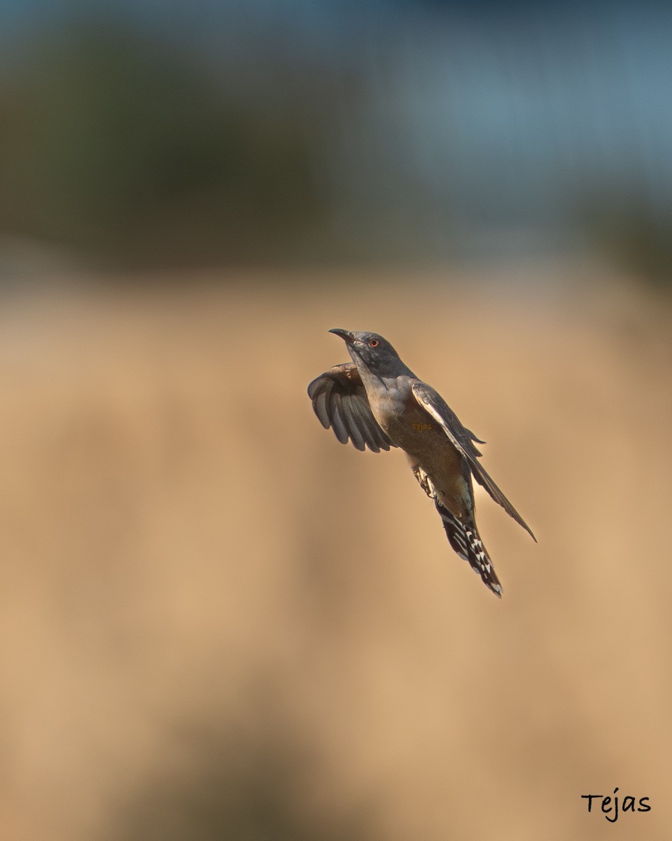 Кукавка сіровола - ML646635183