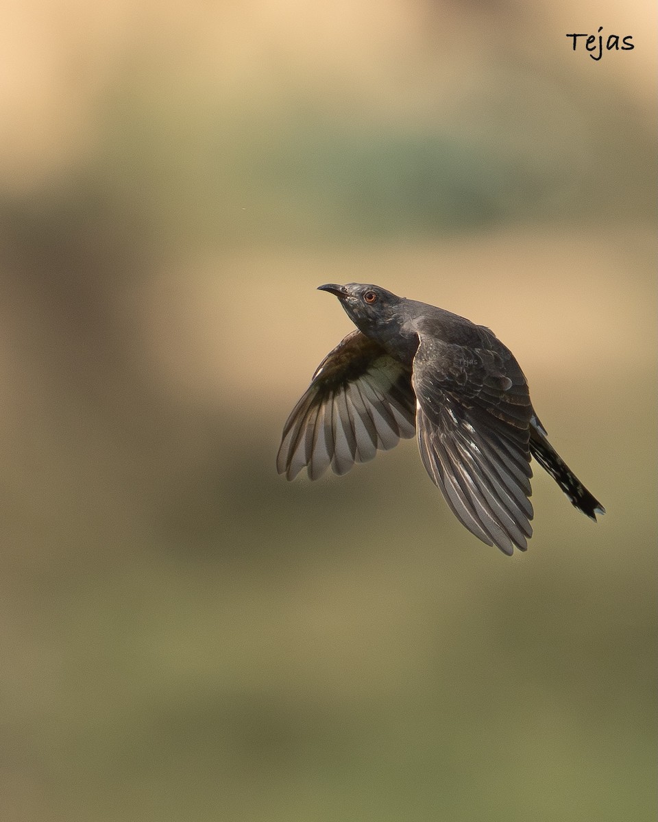 Кукавка сіровола - ML646635184