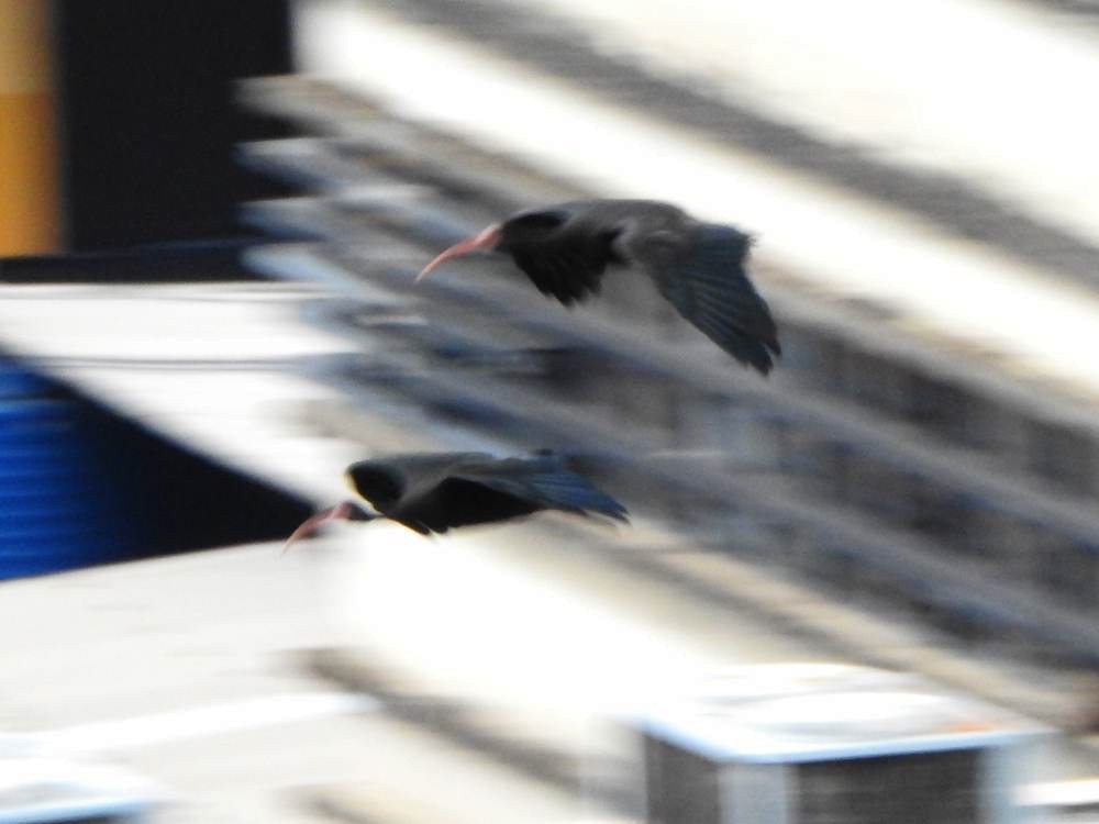 Nacktzügelibis - ML646635186