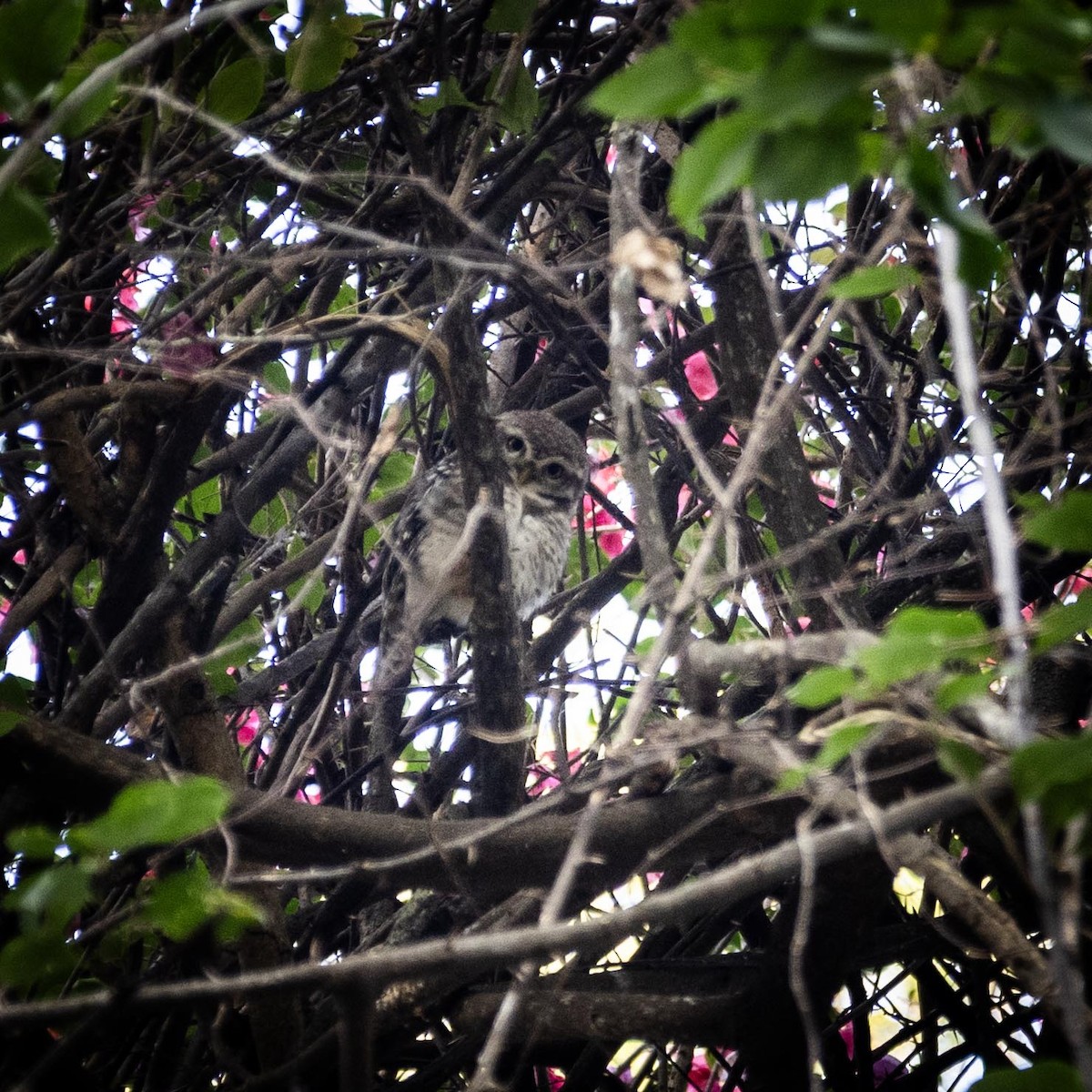 Spotted Owlet - ML646635187