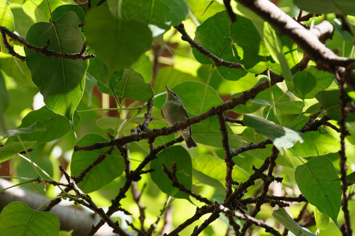 Вівчарик лісовий - ML646635188