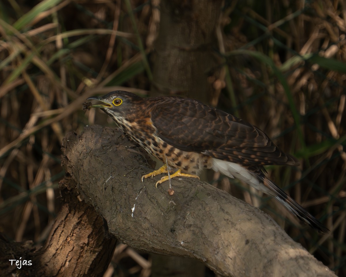 Зозуля велика - ML646635189