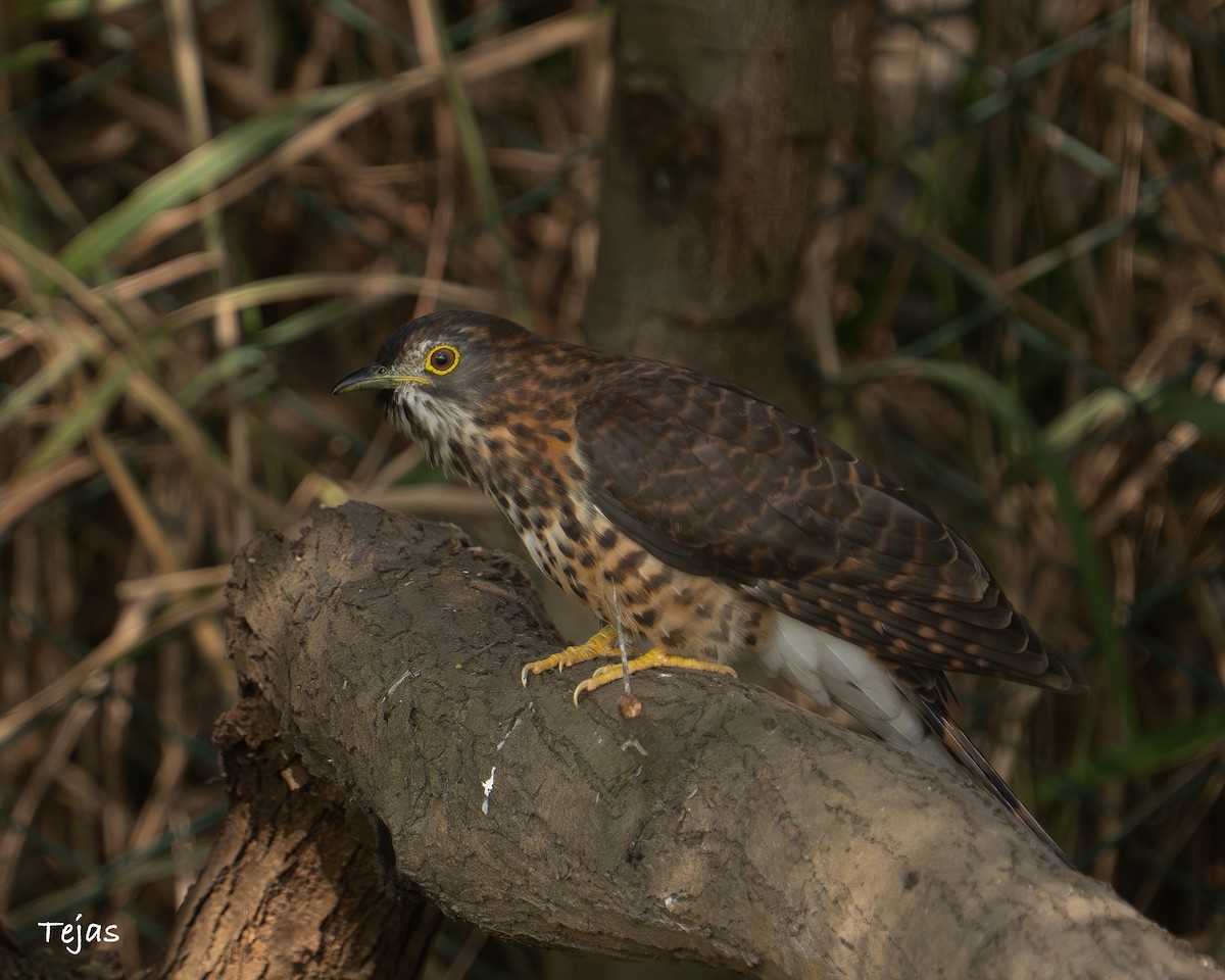 Зозуля велика - ML646635190