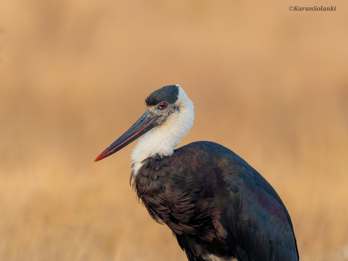 Asian Woolly-necked Stork - ML646635191