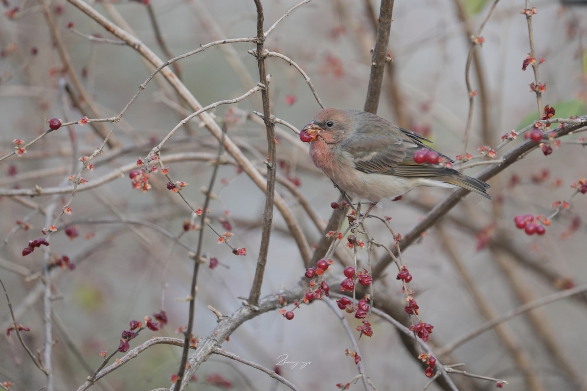 アカマシコ - ML646635192