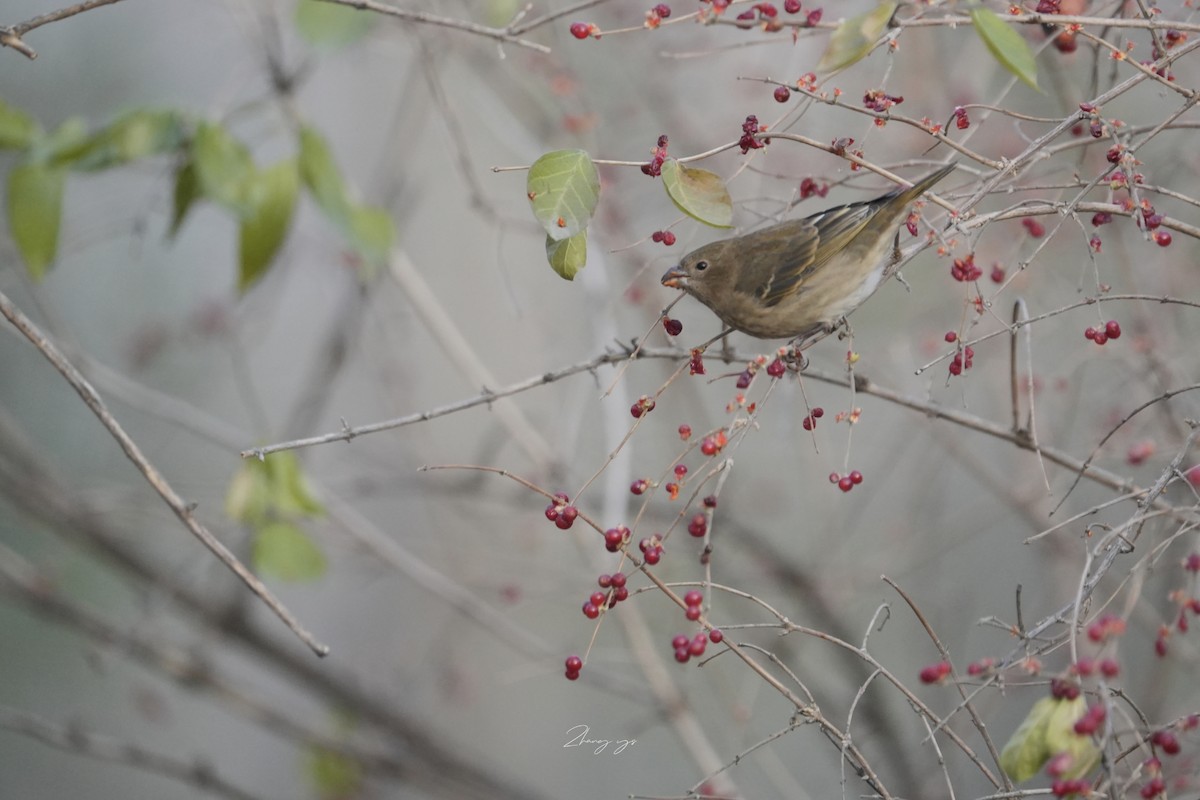 アカマシコ - ML646635193