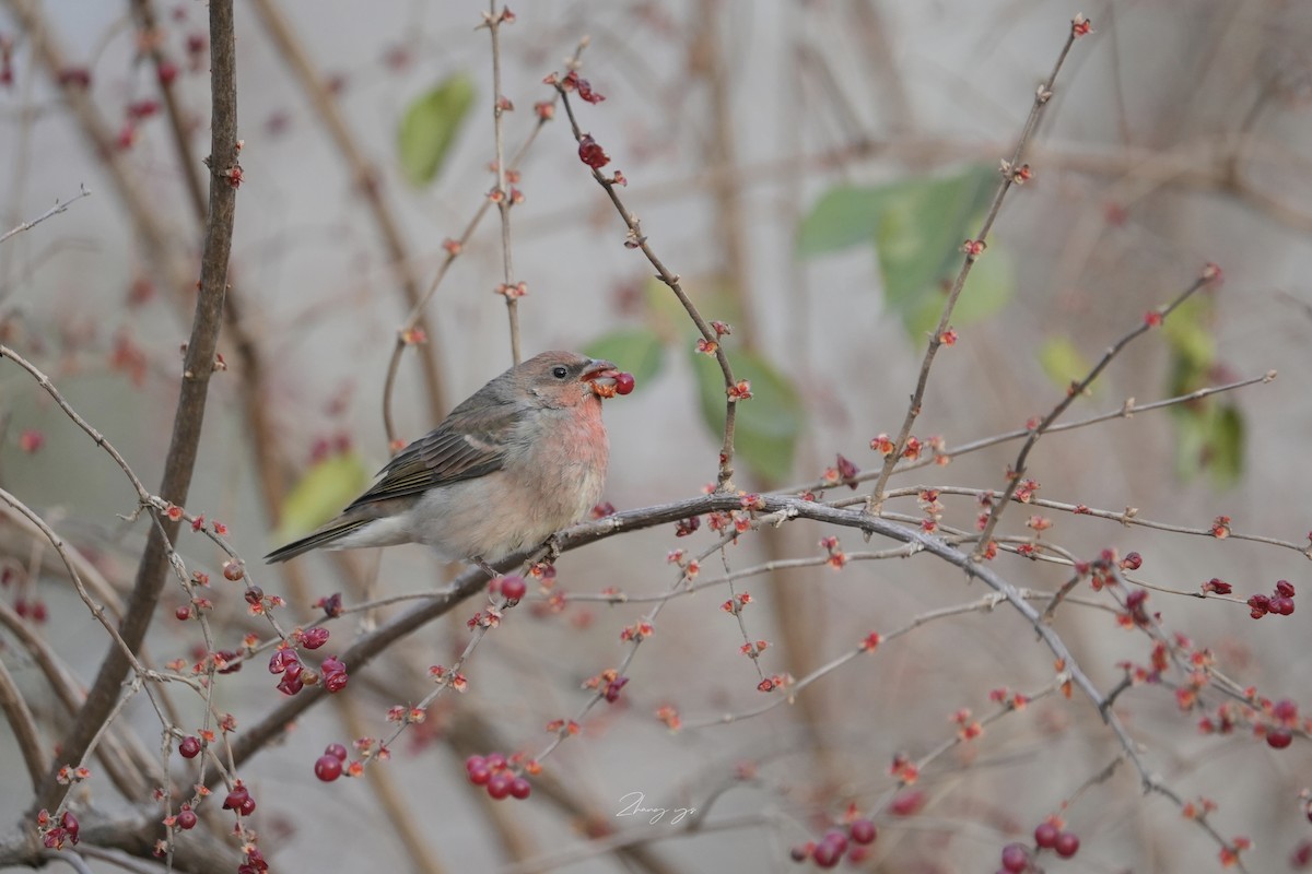 アカマシコ - ML646635194