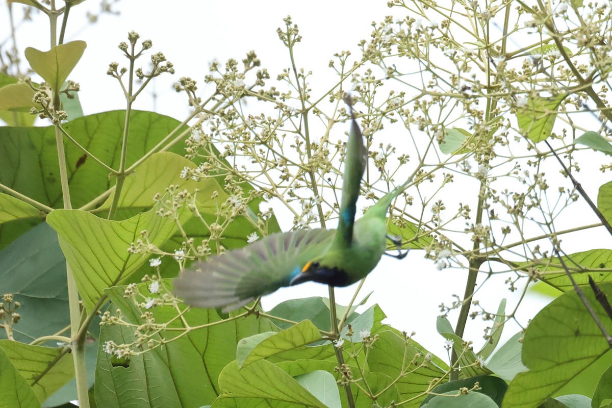 Golden-fronted Leafbird - ML646635195